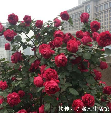 月季|月季花开花越来越少?4个动作催一催,枝繁叶茂,开出层叠群花