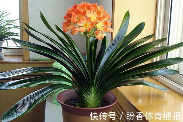 6种“转运花”,最合适养客厅,漂亮大气,富贵又吉利