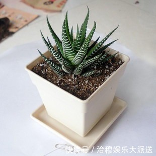 夏天多肉养不活那是你没找对方法,学一招帮它度过休眠期!