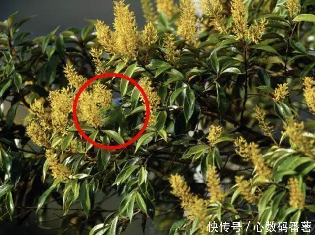 老年痴呆测试:图上有21个人,最后一个多数人找不到,你行吗?