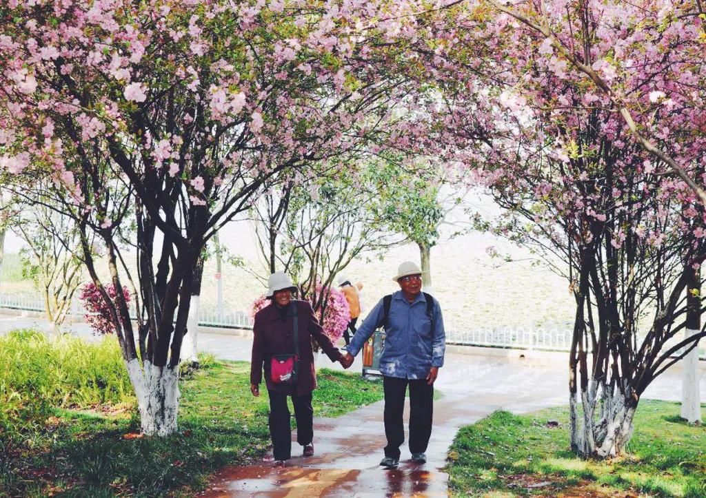 红塔西路|冬樱花开啦！春城花都@你来拍照了