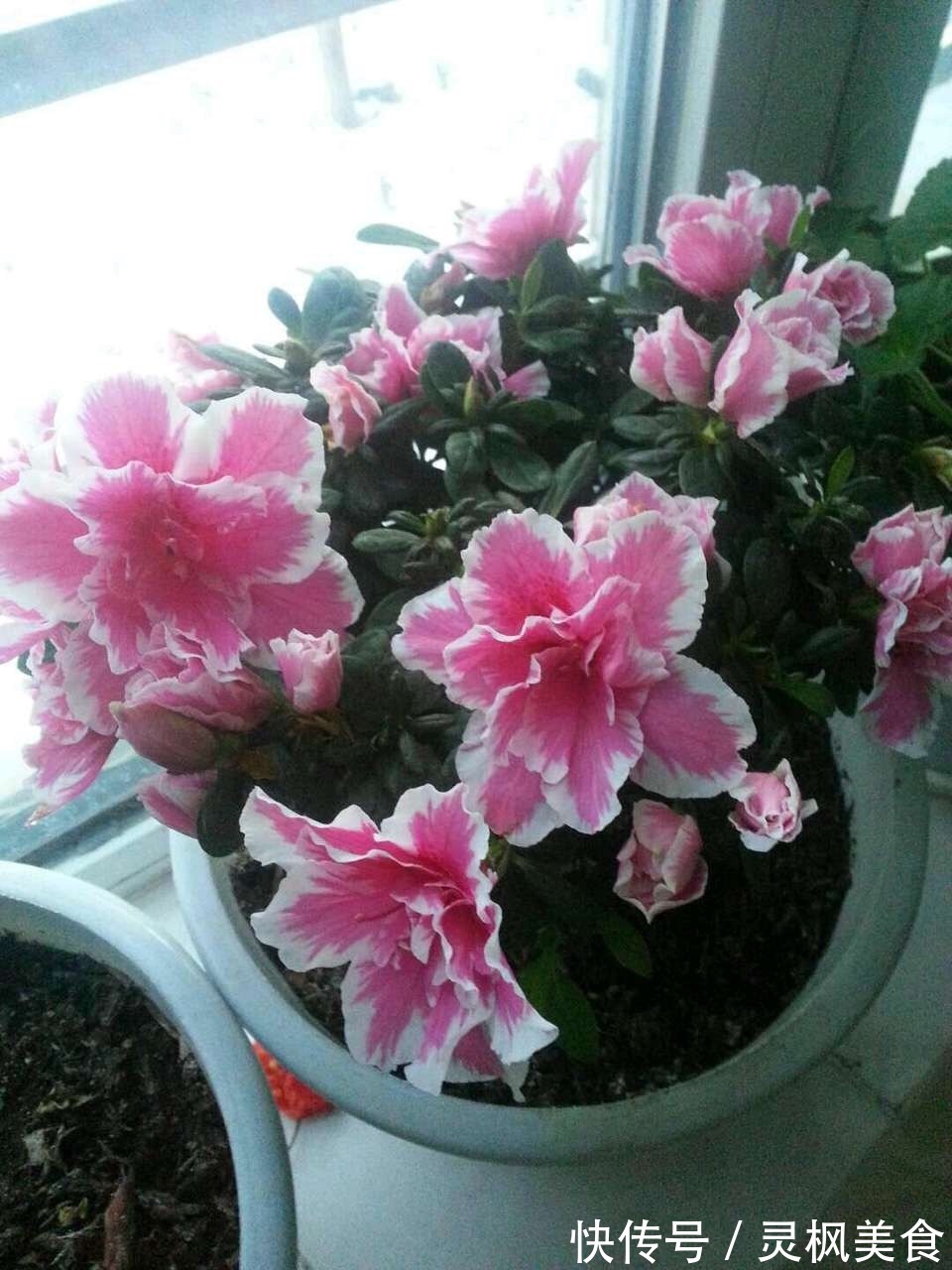 老花匠都“养不好”6种花,新手慎买!刚买来烂根黄叶、掉花苞