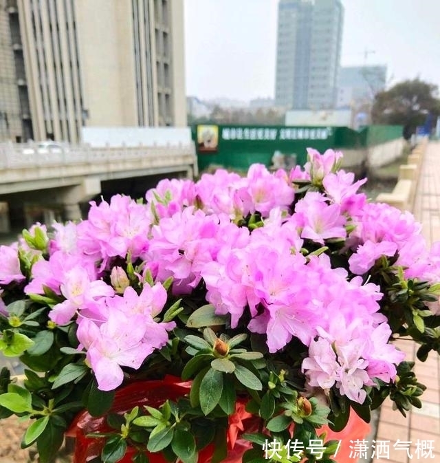 碱性|啤酒养花有“一个雷区不能踩”，养护时多注意，花花或许更感谢你