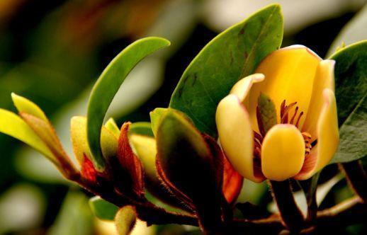 4种花是开花王,沾土就活,开花漂亮财运来,寓意超好的