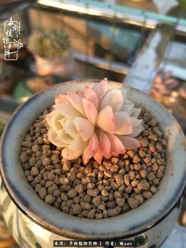 养多肉近四年,一路的走来,阳光总在风雨后!
