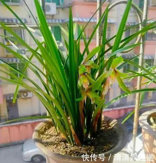 中国美食|旧筷子养花真不错，直接插在花盆里，这次浇水心里有数了