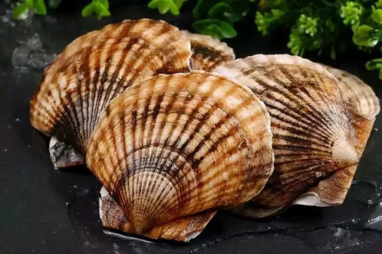 白露过后，如果不差钱，这5种海鲜给家人尝尝，肥美鲜嫩又营养