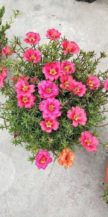 急性子的人就养这4种花，掐个枝条插土里，当年就开花