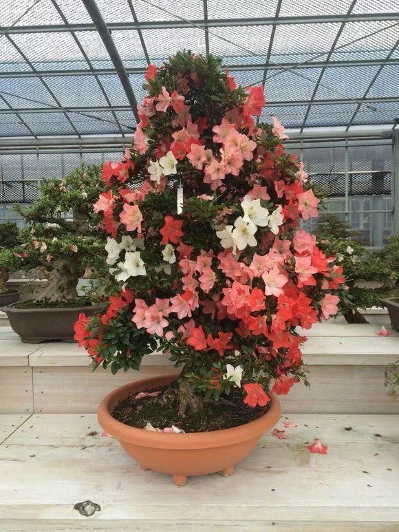 老花匠|老花匠:扔4种“东西”,就是扔钱,比花肥还好用,不花钱!