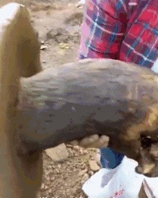 |搞笑GIF:看这熟练的程度 她们肯定不是第一次了