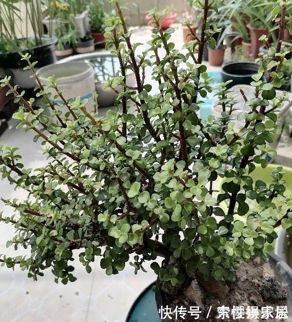 两种皮实好养的绿植,易扦插,姿态优美,变老桩盆景