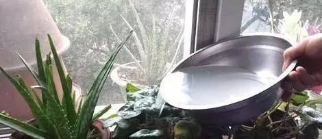 养花|如果你经常这样浇花那你一辈子也养不好花种什么都不旺