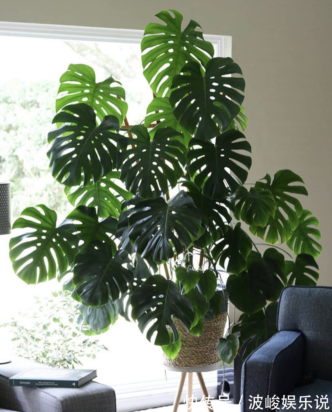 绿森林|8种“漂亮花”别晒大太阳,一晒就耷拉,客厅不见光,养成绿森林