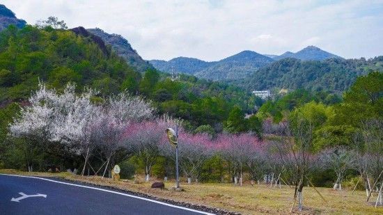 油菜花|康养微度假 龙岩赏花游园之旅走起