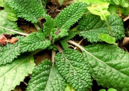 野草|此种野草人称“雪见草”农民摘此叶子泡茶,殊不知是一种好药