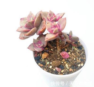 烂根|夏季喜欢养多肉,就养盆旭鹤吧,它属于夏型种,度夏没困难