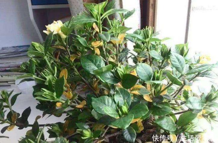 叶片就会大面积|栀子花黄叶有3种,养护做“充足”,叶片四季常绿,根壮年年开花
