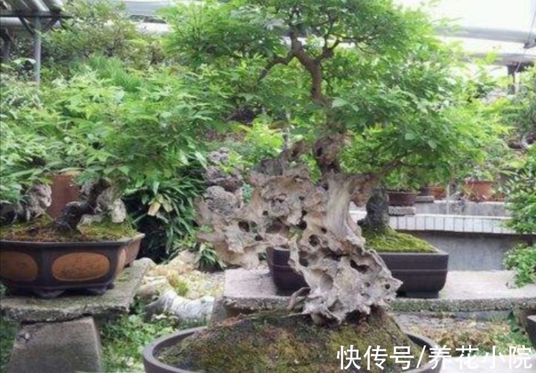 树桩|山上遍地的黄荆，做成漂亮盆景，古朴苍劲观赏性强