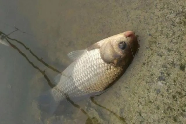 钓鱼总跑鱼,原来是忽视了这3个地方,以后不要再犯了!