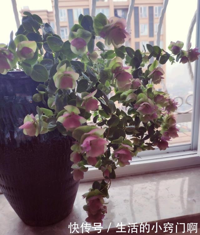 此新型“网红”盆栽,花叶俱美,香气四溢,种植容易,很值得栽培!