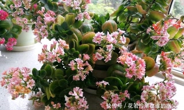 长寿花盛花时却倒伏了?做好这4点,花枝坚挺,不倒伏