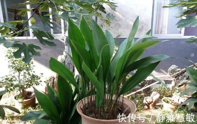 花花爱花草|不会养花的花友们,就养这几种,养不好算我输