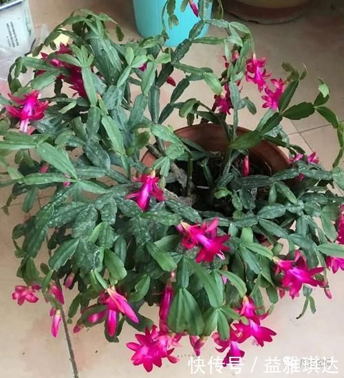 三角梅,蟹爪兰开花少,教你一个“土方法”,轻松爆花!