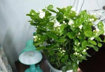 繁殖|别再花钱买茉莉花了,掐根枝扔塑料瓶里,很快就能繁殖出一大盆