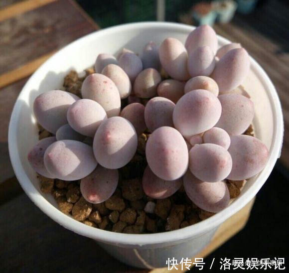 品种|以胖为美的12款漂亮多肉,很多都是大普货,喜欢养多肉的你养了吗