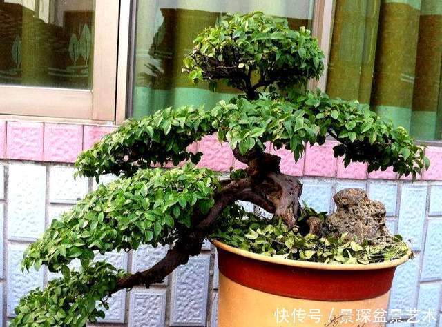 枝条|盆景扦插繁殖难生根?试试这6种自制生根水,生长快还茁壮