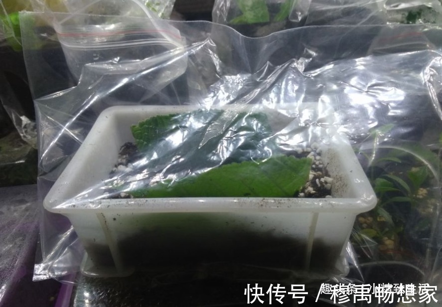 这种花，摘片叶子划2刀，插土里20天爆小苗，花大形美、颜色艳