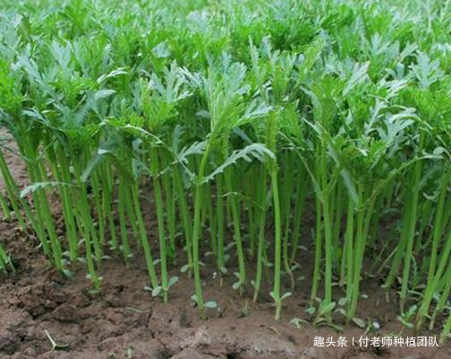 火锅店常客,大家都爱吃,家有空地种上一小片,随吃随摘