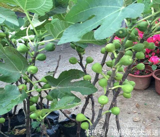 结果子|养花不是新鲜事，现在种棵“无花果”，满满当当全是果！