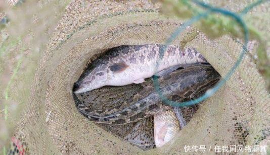 广东|广东一水库黑鱼“大爆发”，老大爷有人倒了十几车