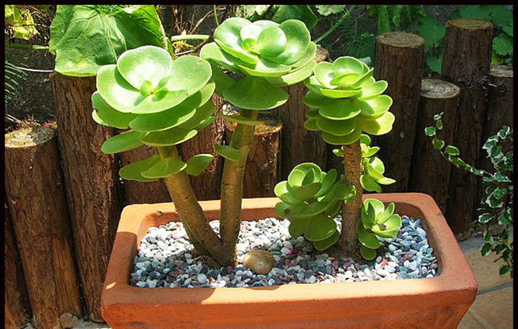 发财树|七种带“钱”的花，好看又好养，寓意吉祥，财源滚滚，建议养一盆