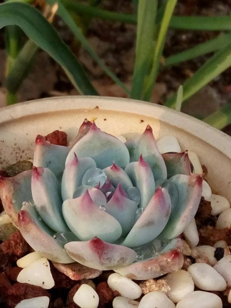 送瘟神,洒庭院,赏多肉,合家团聚话将来!