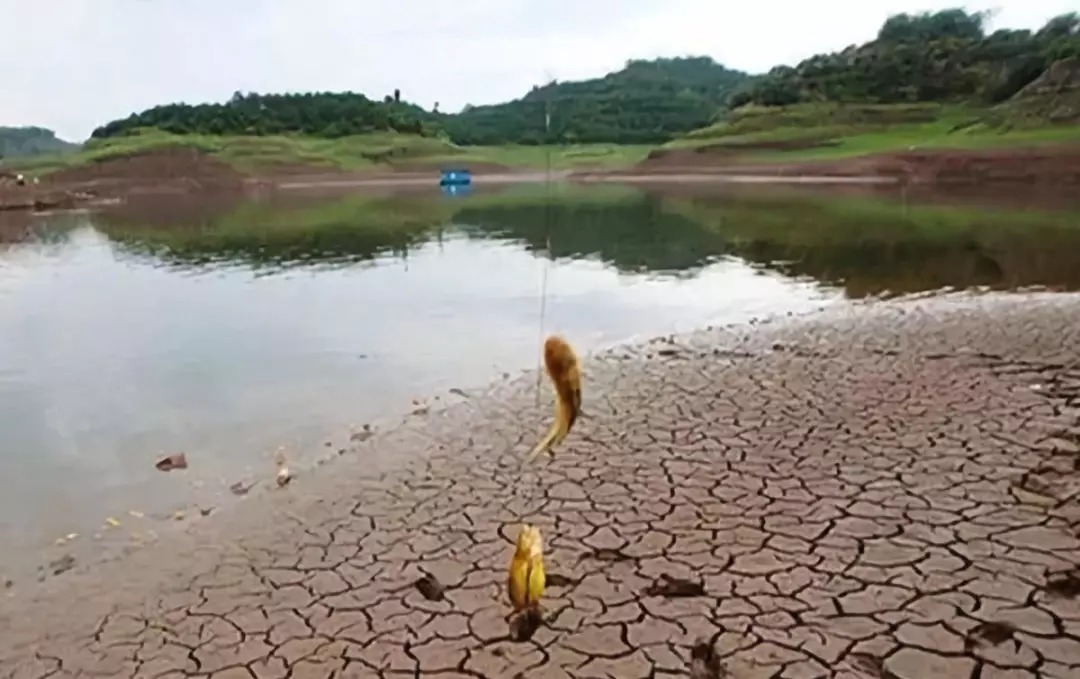 用了这个绝招,黄颡鱼会钓上瘾 ,每次都能钓一大桶!