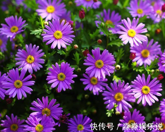 此几款花朵花期长,花朵美,开花绚丽多姿不像话,一年开花365天