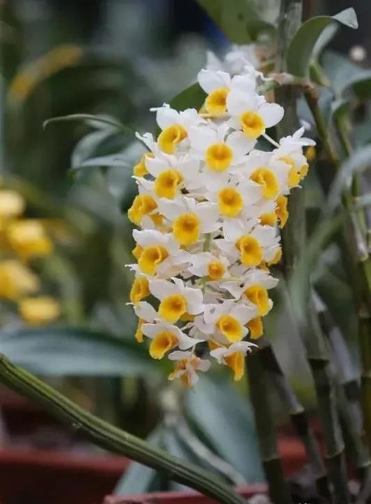 国家 级保护濒危珍稀物种 球花石斛和密花石斛