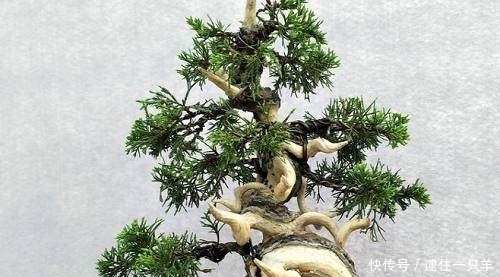 柏树做盆景有5大优势,养护需注意这4点!