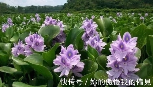 作为观赏植物引入的水葫芦，一度泛滥成灾，现在为何变得少见了？