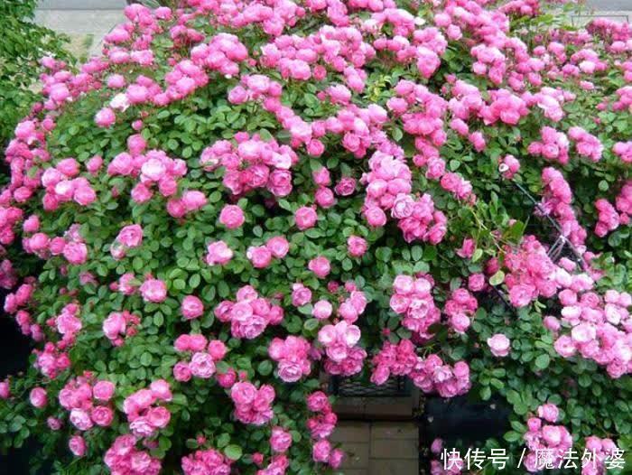 院子别空着,10种藤本月季,总有一种值得你喜欢