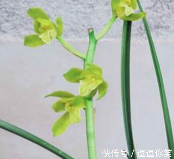 兰花|价值700万元的素荷，堪称花中极品，为何如此珍贵？一起来看看