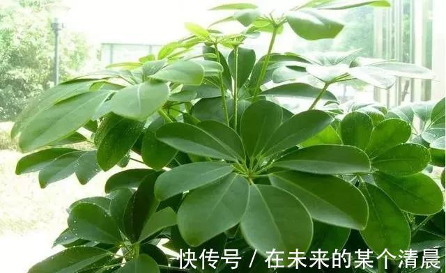 长寿花|这4种花,剪个枝插水里,10天就生根,当下季节最佳