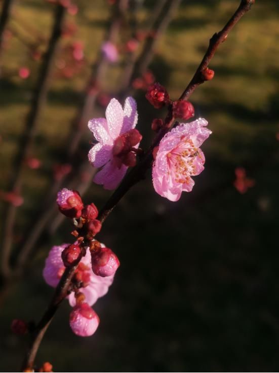 县城新区公园花开了，朵朵迎新春！