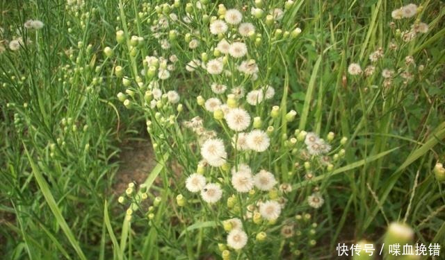 诗人|一个不擅长写边塞诗的诗人,却写出了大唐最辉煌的边塞诗作