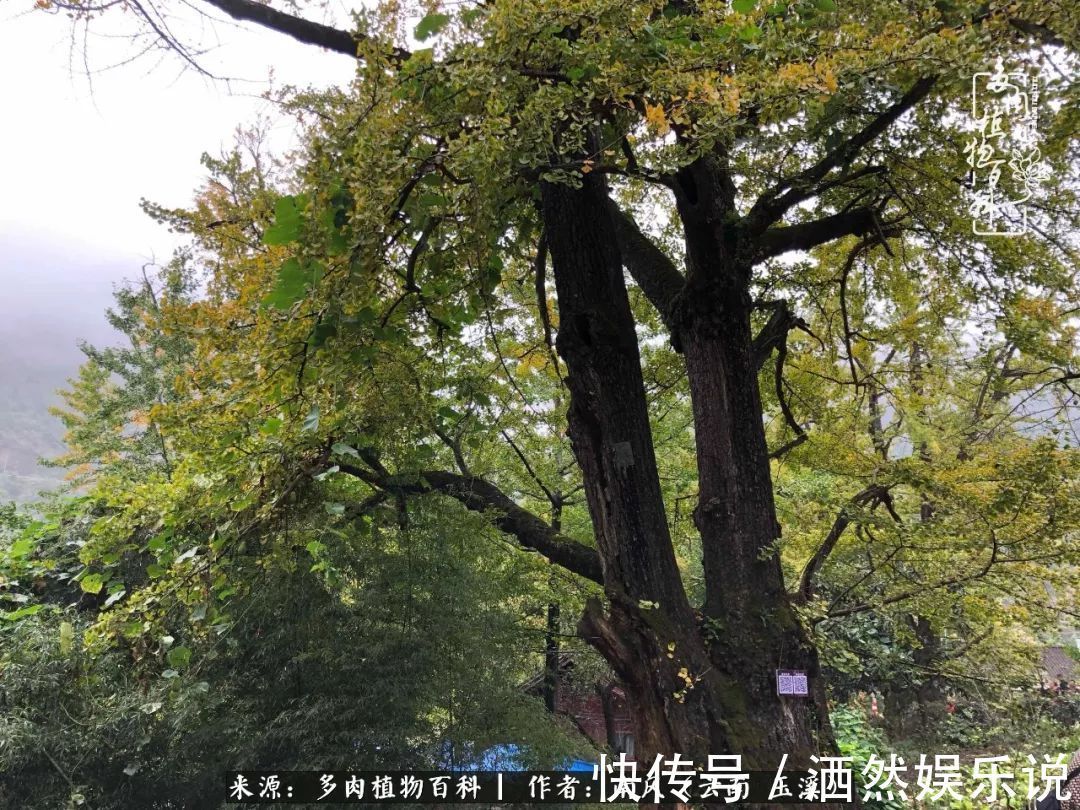 肉友|深秋里，种多肉、赏多肉、会肉友，马不停蹄快乐多！