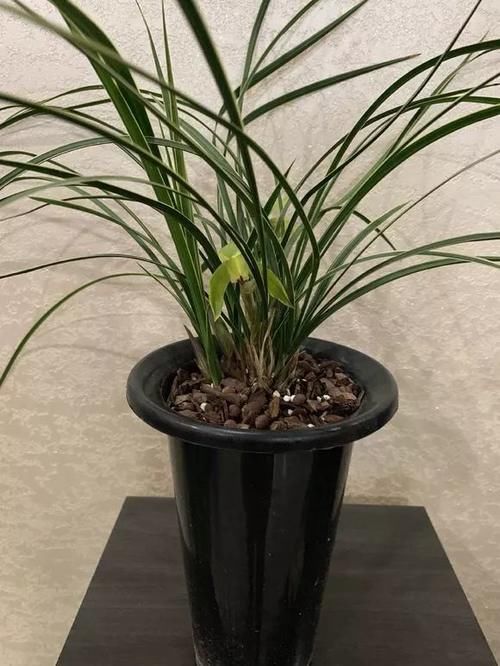 7种花冬天要“春化”，必须冻满1个月，不然落花落蕾不开花！