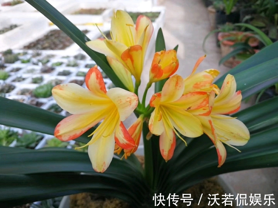 君子兰|君子兰的担心好不容易度过夏季，会不会死在秋老虎天气