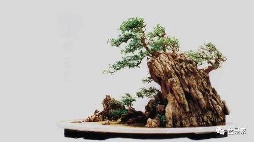 张光前和他30年的盆景生涯